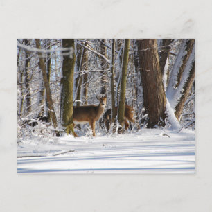 Deer in Snowy Eagle Creek City Park Feestdagenkaart