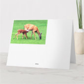 Deer Kaart (Achterkant)