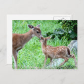 Deer Kissing Fawn Briefkaart (Voorkant / Achterkant)