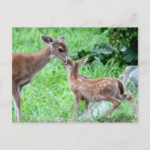 Deer Kissing Fawn Briefkaart