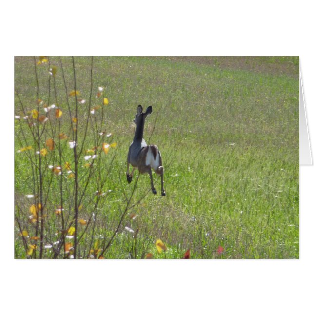 Deer leaping (Voorkant Horizontaal)