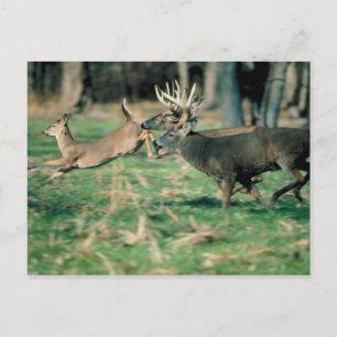 Deer loopt in het bos briefkaart