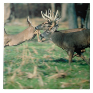 Deer loopt in het bos tegeltje