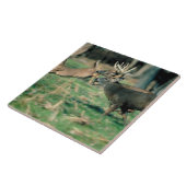 Deer loopt in het bos tegeltje (Zijkant)