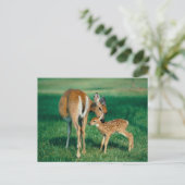 Deer Moeder & Fawn Briefkaart (Staand voorkant)