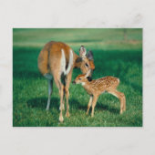Deer Moeder & Fawn Briefkaart (Voorkant)