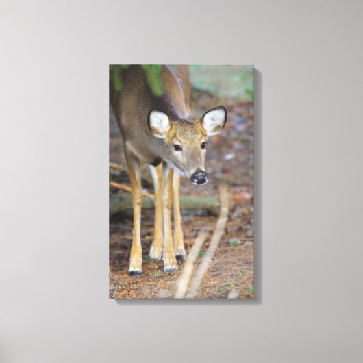 Deer, Ohio Canvas Afdruk (Voorkant)