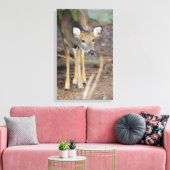 Deer, Ohio Canvas Afdruk (Insitu (Woonkamer))