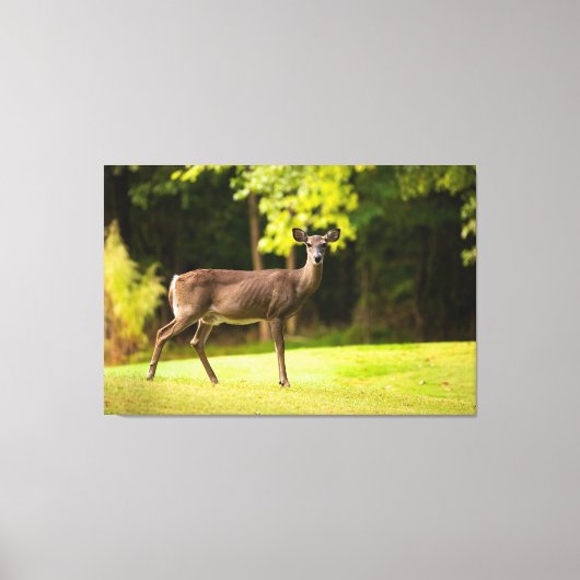 Deer on Golf Course Canvas Afdruk (Voorkant)