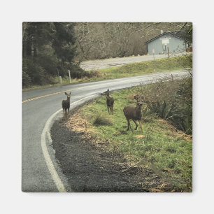 Deer on Road, Cape teleurstelling, WA Magneet