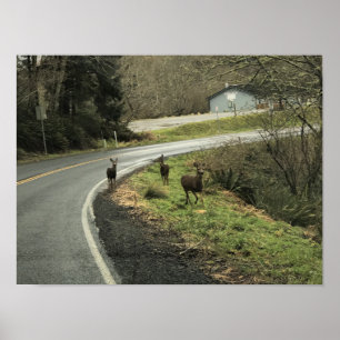 Deer on Road, Cape teleurstelling, WA Poster