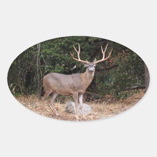 Deer Oval Sticker (Voorkant)
