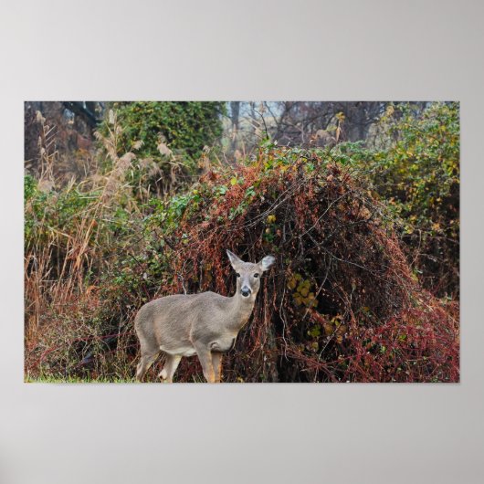 Deer par Bush Photo Poster (Devant)