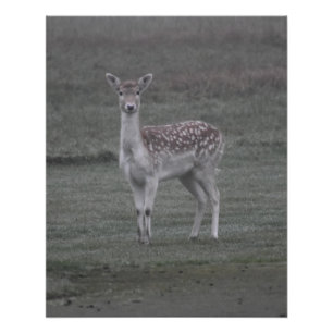 Deer Perfect Poster