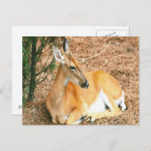 Deer Photo Briefkaart (Voorkant / Achterkant)