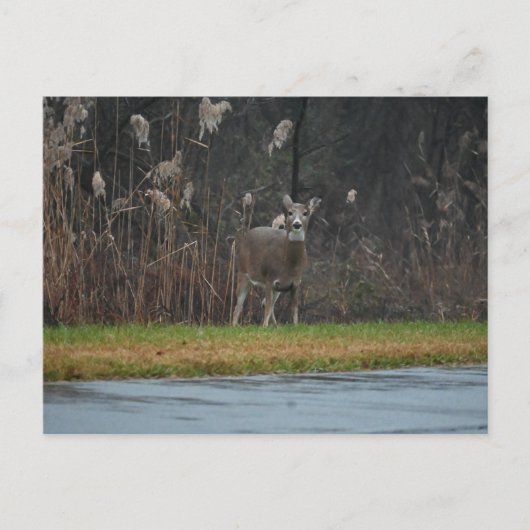 Deer Photo Briefkaart (Voorkant)