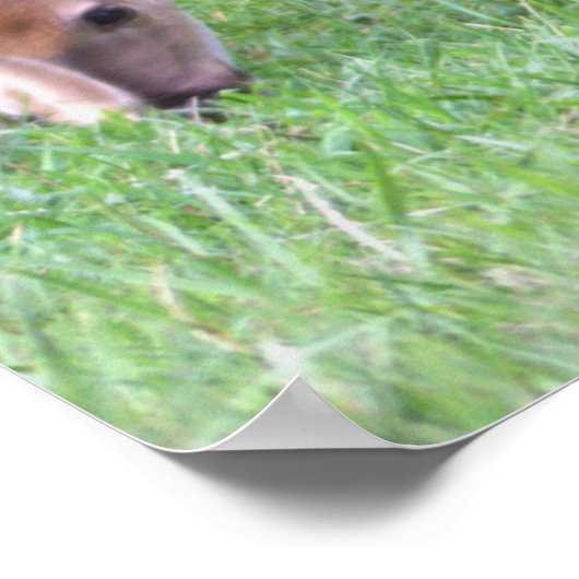Deer Photo Poster (Hoek)