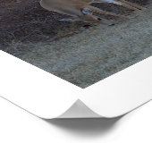 Deer Photo Poster (Hoek)
