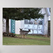 Deer Photo Poster (Voorkant)