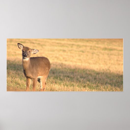 Deer Photo Poster (Voorkant)