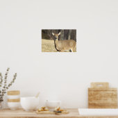 Deer Photo Poster (Keuken)