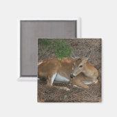 Deer Photo Square Magnet Magneet (Voorkant / Achterkant)