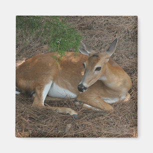 Deer Photo Square Magnet Magneet