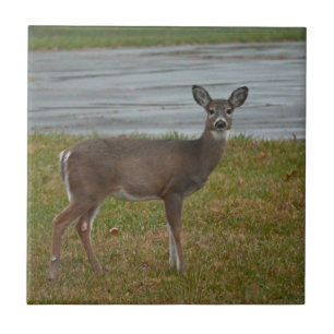 Deer Photo Tegeltje