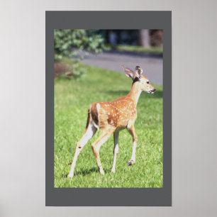 Deer Poster