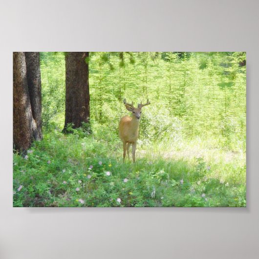 Deer Poster (Voorkant)
