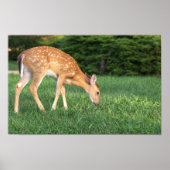 Deer Poster (Voorkant)