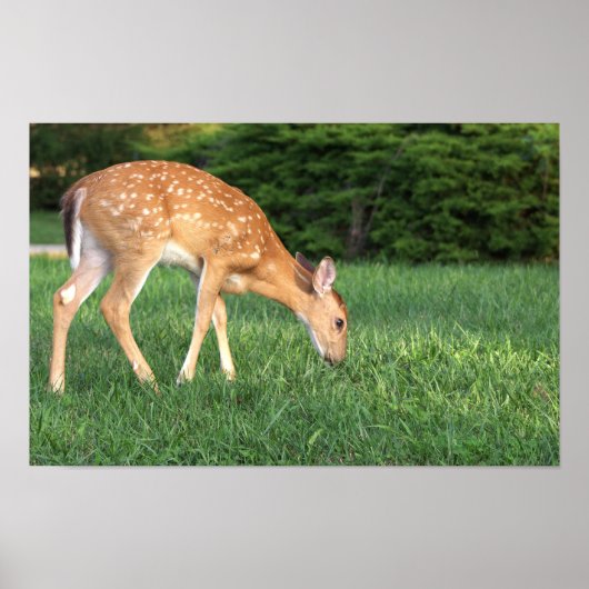 Deer Poster (Voorkant)