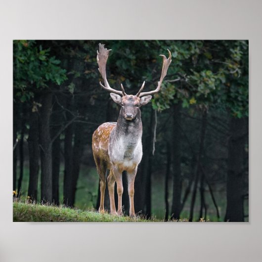 Deer Poster (Voorkant)