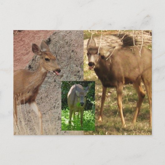 Deer Raspberries III Briefkaart (Voorkant)