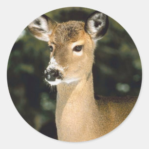 Deer Ronde Sticker