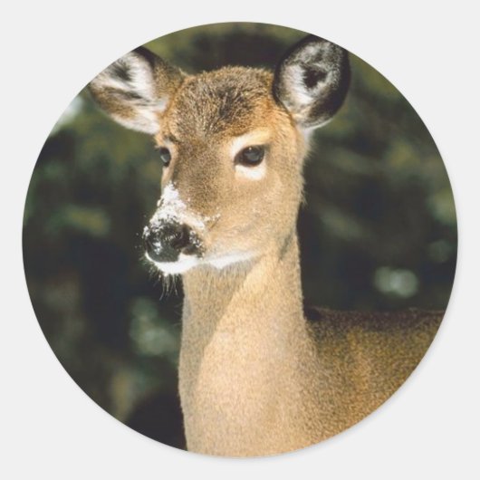 Deer Ronde Sticker (Voorkant)