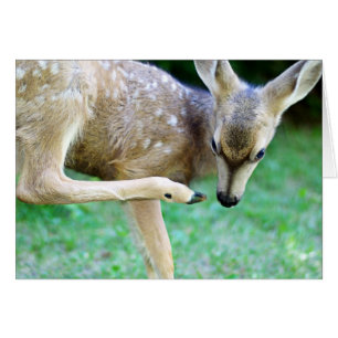 Deer - Scratch that Itch