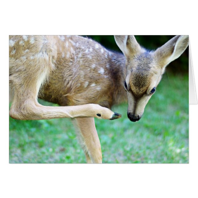 Deer - Scratch that Itch (Devant horizontal)