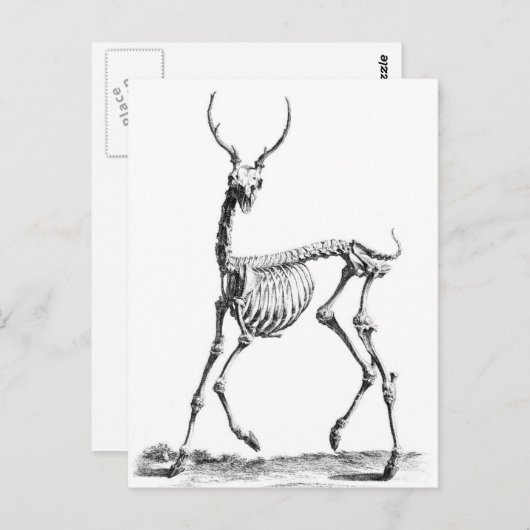 Deer Skeleton briefkaart (Voorkant / Achterkant)