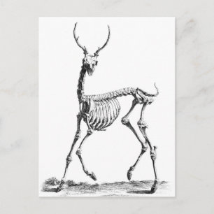 Deer Skeleton briefkaart