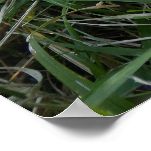 Deer Skull Poster (Hoek)