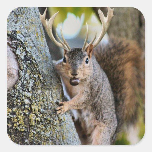 Deer Squirrelly Vierkante Sticker (Voorkant)