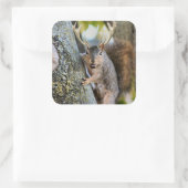 Deer Squirrelly Vierkante Sticker (Tas)