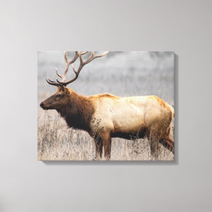 Deer Stag Animals Wildlife Natuur Buck Canvas Afdruk