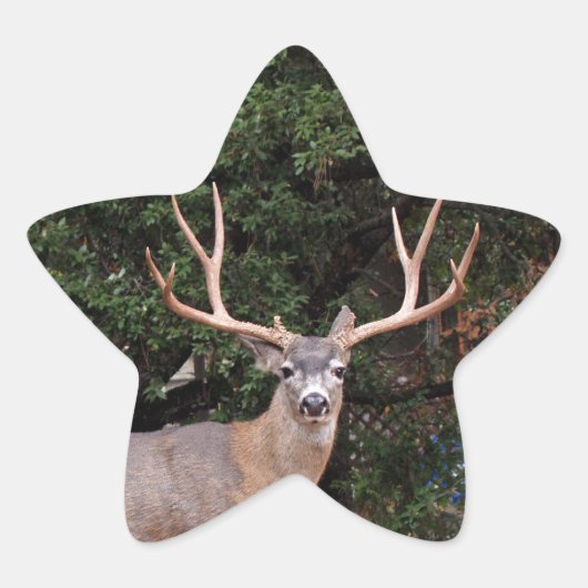 Deer Star-Sticker Ster Sticker (Voorkant)