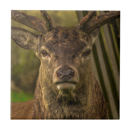 Deer Tegeltje (Voorkant)