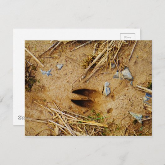 Deer Track Briefkaart (Voorkant / Achterkant)