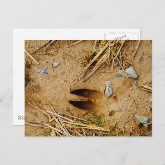 Deer Track Briefkaart (Voorkant / Achterkant)