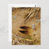 Deer Track Briefkaart (Voorkant / Achterkant)