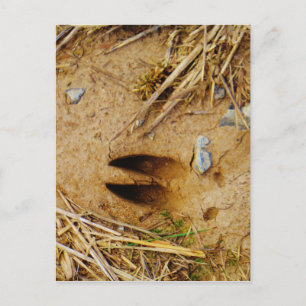 Deer Track Briefkaart